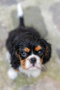 可爱极了 眼睛 三色 繁殖 乐趣 纯种 骑士查理王猎犬 猎犬