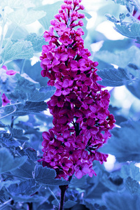 礼物 植物 植物区系 季节 开花 花束 紫丁香 自然 灌木