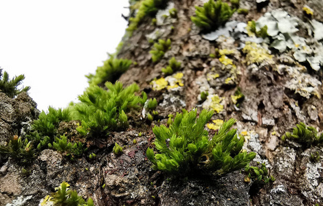 环境 墙纸 岩石 公园 地球 纹理 成长 草本植物 自然