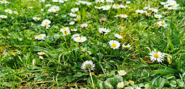 花园 领域 开花 春天 草地 颜色 蒲公英 植物 花的 环境