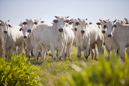农田 牧场 奶牛 兽群 牛肉 哺乳动物 大牧场 农事 非洲