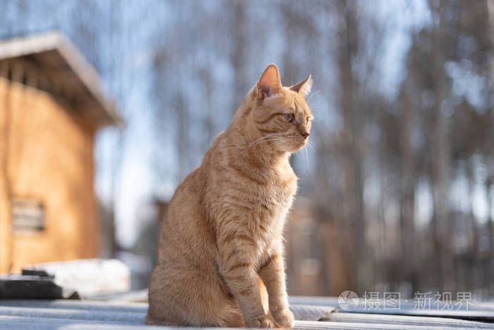 红猫在阳光下走在木屋的背景上