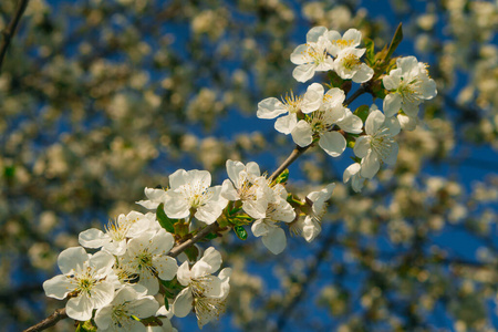 季节 美女 开花 植物区系 天空 苹果 盛开 自然 日本