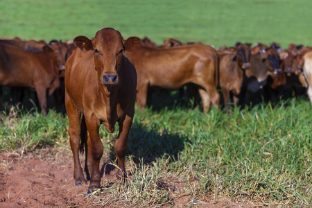 野生动物 动物群 小牛 领域 牛肉 动物 牲畜 农业 自然