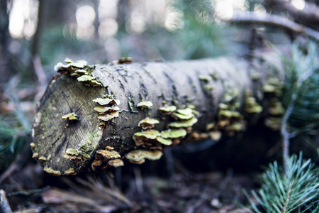 倒下的树上生长的蘑菇