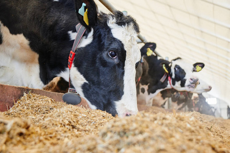 鼻涕 乳制品 畜栏 奶牛 干草 标签 自动化 兽群 农场