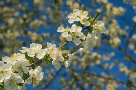 天空 苹果 美丽的 开花 日本 花儿 樱桃 花园 粉红色