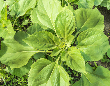 环境 植物区系 花的 生长 特写镜头 春天 外部 季节 夏天