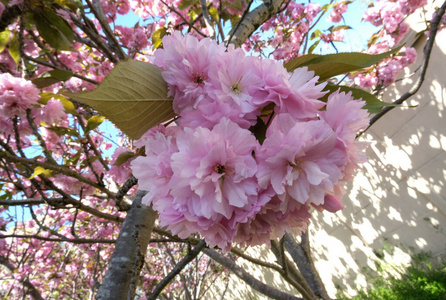 节日 环境 花园 分支 植物 果园 花的 植物区系 特写镜头