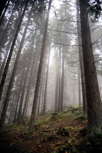 木材 季节 朦胧 自然 薄雾 森林 环境 秋天 太阳 风景