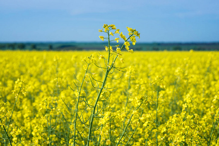 风景 能量 农学 夏天 丘陵 森林 季节 生物 春天 植物