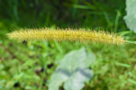 季节 锐化 生活 森林 纹理 植物 夏天 春天 草地 美丽的