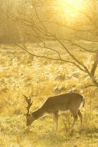 森林 雄鹿 哺乳动物 放牧 草地 阳光 动物 咆哮 荒野
