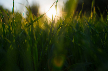 太阳 草地 自然 春天 平原 特写镜头 日落 环境 草本植物