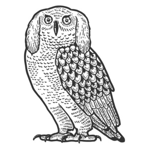 童话般的鸟,动物.草图草稿板模仿.照片