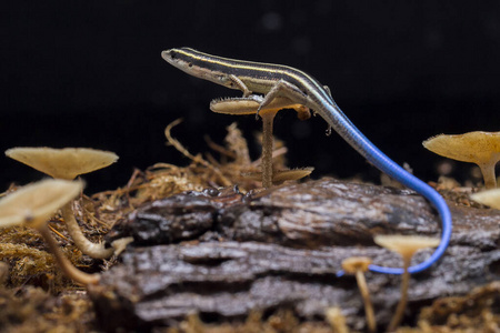 危险 生物学 规模 野生动物 少年 动物群 动物 危险的