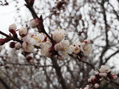 樱桃 樱花 花儿 植物学 公园 生长 季节 花瓣 软的 分支