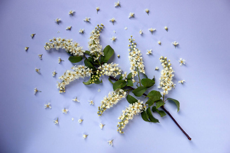 春天 卡片 复制空间 季节 植物 美女 特写镜头 开花 花园