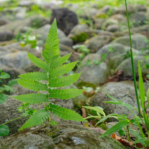 岩石 农场 成长 美丽的 环境 公园 植物区系 春天 植物