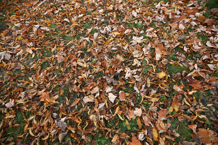 秋天 特写镜头 感恩节 美丽的 树叶 植物 地板 九月 公园