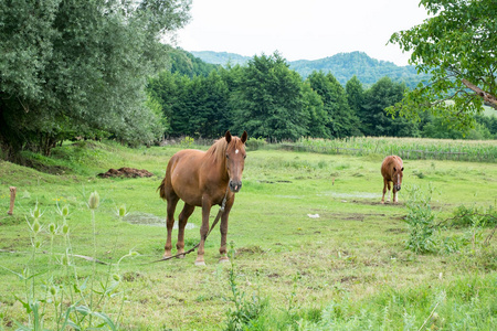 自然 风景 牧场 牲畜 颜色 天空 乡村 美丽的 马驹 国家