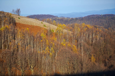 环境 风景 季节 十一月 秋天 森林 乡村 分支 落下 美丽的