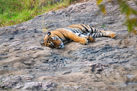 印度拉贾斯坦邦兰坦伯尔国家公园里美丽的皇家孟加拉虎
