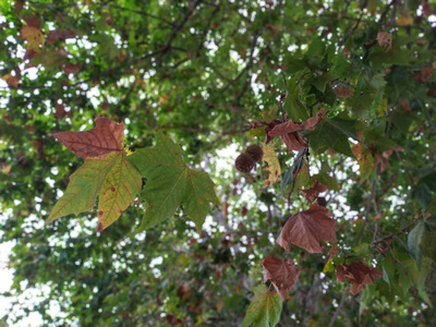 土地 秋天 十一月 枫树 公园 坠落 森林 自然 纹理 九月