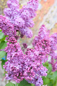 开花 花的 紫罗兰 美丽的 粉红色 分支 植物学 美女 季节