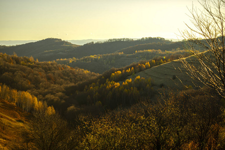 植物区系 丘陵 风景 森林 美丽的 环境 树叶 季节 十一月