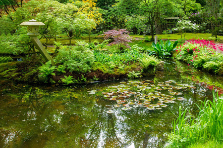 景观 开花 灌木 魔术 草地 日本人 杜鹃花 灯笼 绿色植物