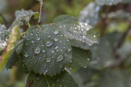 反射 领域 气泡 植物区系 花园 生活 圆圈 纹理 环境