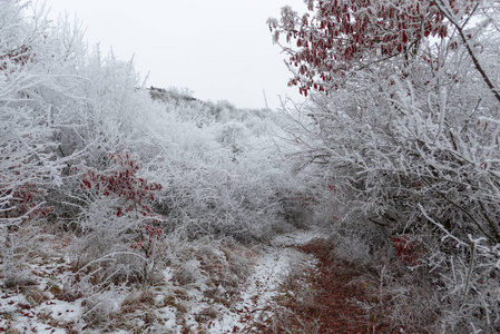 早晨 灌木丛 环境 白霜 冬天 风景 天气 季节 美丽的