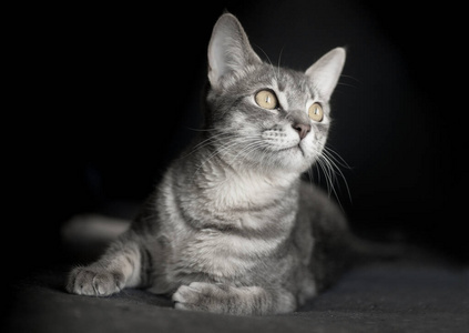 宠物 肖像 动物 漂亮的 猫科动物 条纹 可爱极了 兽医