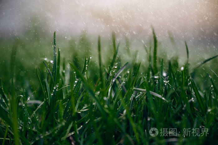 草地草坪绿油油的夏日雨滴自然湿润