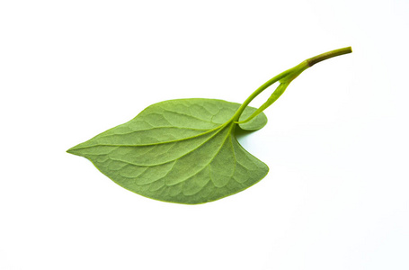 花园 植物学 特写镜头 植物区系 夏天 生长 自然 树叶