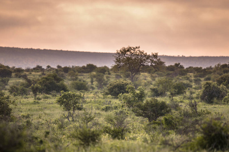 夏天 克鲁格 前进 古董 冒险 稀树草原 坦桑尼亚 二月