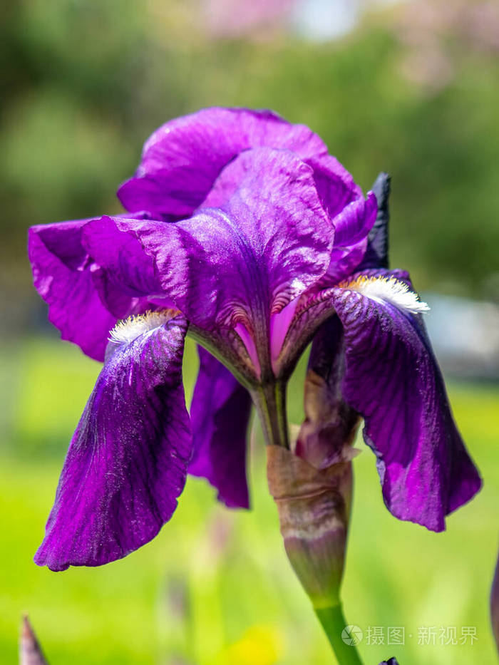 紫罗兰花特写在模糊的绿色花园黑地上美丽的自然背景
