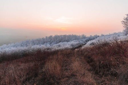 寒冷的 天气 早晨 冷冰冰的 自然 冬天 风景 季节 植物区系