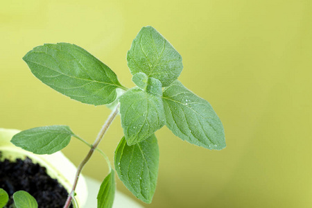 草本植物 特写镜头 香料 分支 美女 细枝 植物 风味 味道