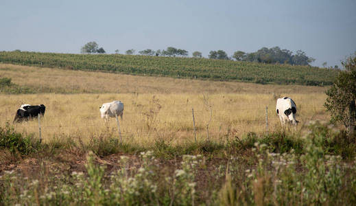 动物 牧场 阳光 站立 荷兰 放牧 兽群 牛奶 全景图 农业