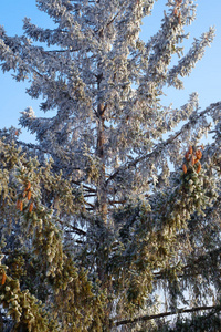 暴风雪 细枝 自然 冬天 云杉 雪堆 冻结 圣诞节 季节