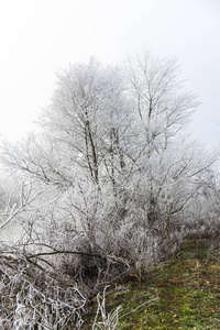 天气 冬天 季节 早晨 植物 环境 自然 冷冰冰的 风景