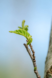 夏天 森林 季节 木材 生活 花园 树干 特写镜头 春天