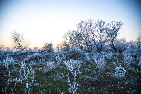 白霜 冬天 美丽的 天气 自然 冷冰冰的 风景 乡村 植物区系