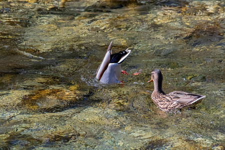 自然 池塘 家禽 岩石 游泳 小鸭 季节 野生动物 潜水