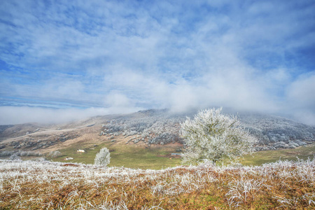 冬天 天气 植物区系 冷冰冰的 季节 白霜 早晨 自然 乡村