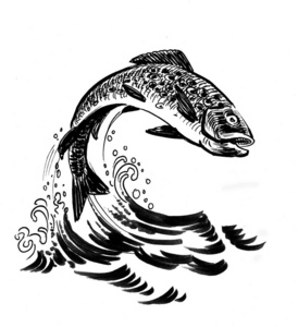 绘画 钓鱼 插图 艺术 艺术品 波浪 三文鱼 海洋 素描