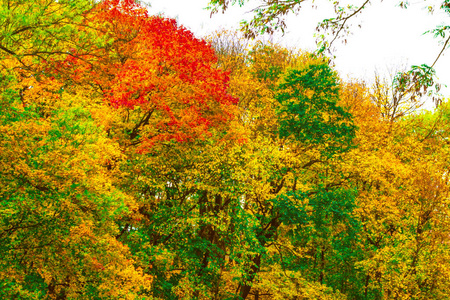 秋天 颜色 十一月 纹理 落下 十月 公园 枫树 夏天 森林