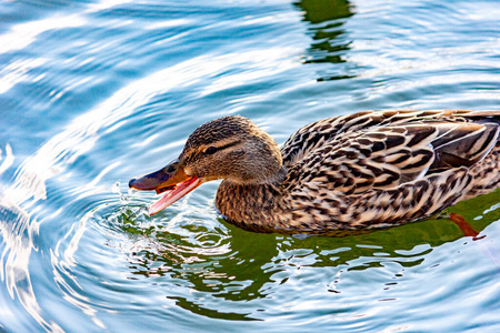 池塘 绿头鸭 风景 水坑 动物 野生动物 美女 水禽 自然